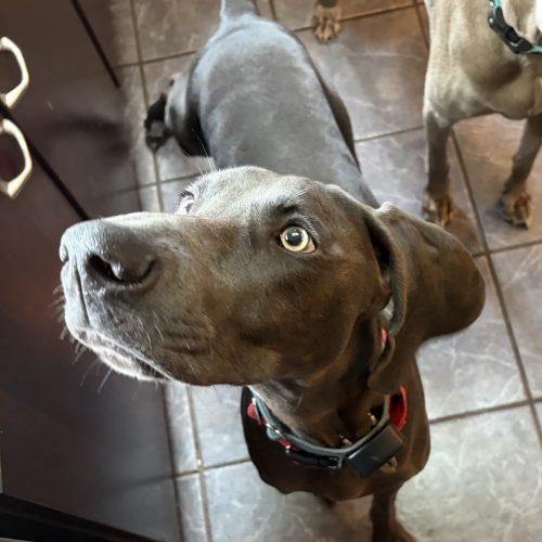 Enlarge Cleo, a Adoptable Weimaraner in Grand Rapids, MI image 2/6