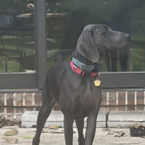 Enlarge Cleo, a Adoptable Weimaraner in Grand Rapids, MI image 3/6