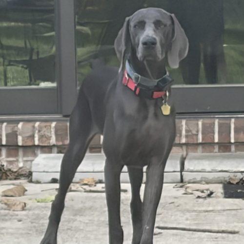 Enlarge Cleo, a Adoptable Weimaraner in Grand Rapids, MI image 4/6