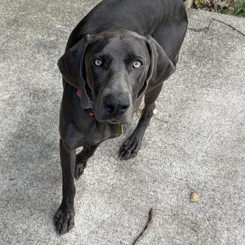 Enlarge Cleo, a Adoptable Weimaraner in Grand Rapids, MI image 5/6