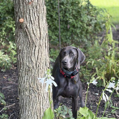 Enlarge Cleo, a Adoptable Weimaraner in Grand Rapids, MI image 6/6