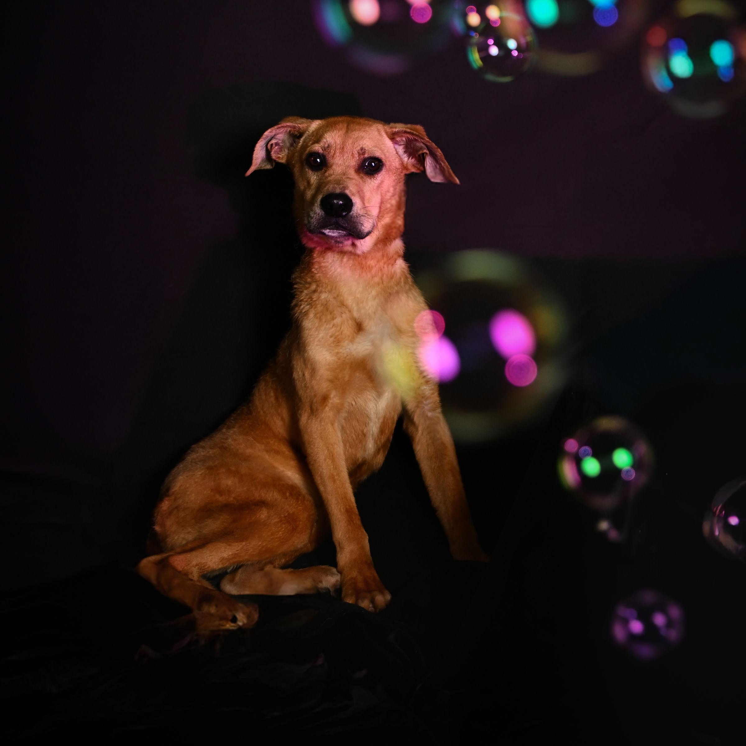 Enlarge Tatum, a Adoptable Labrador Retriever in Ferndale, WA image 1/3