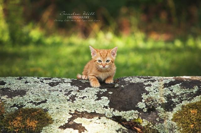 Percy (now Jordy), Adopted, Adult Male Domestic Short Hair.