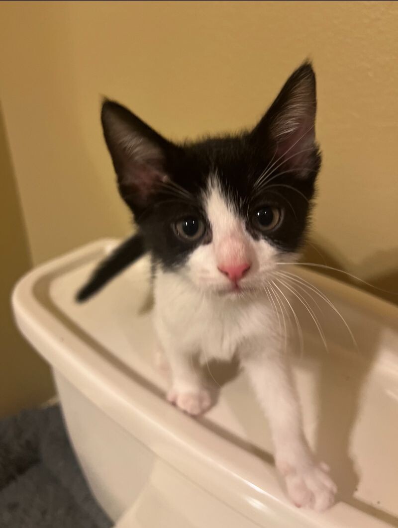 Cat for adoption Isaac Crown, a Tuxedo & Domestic Short Hair Mix in