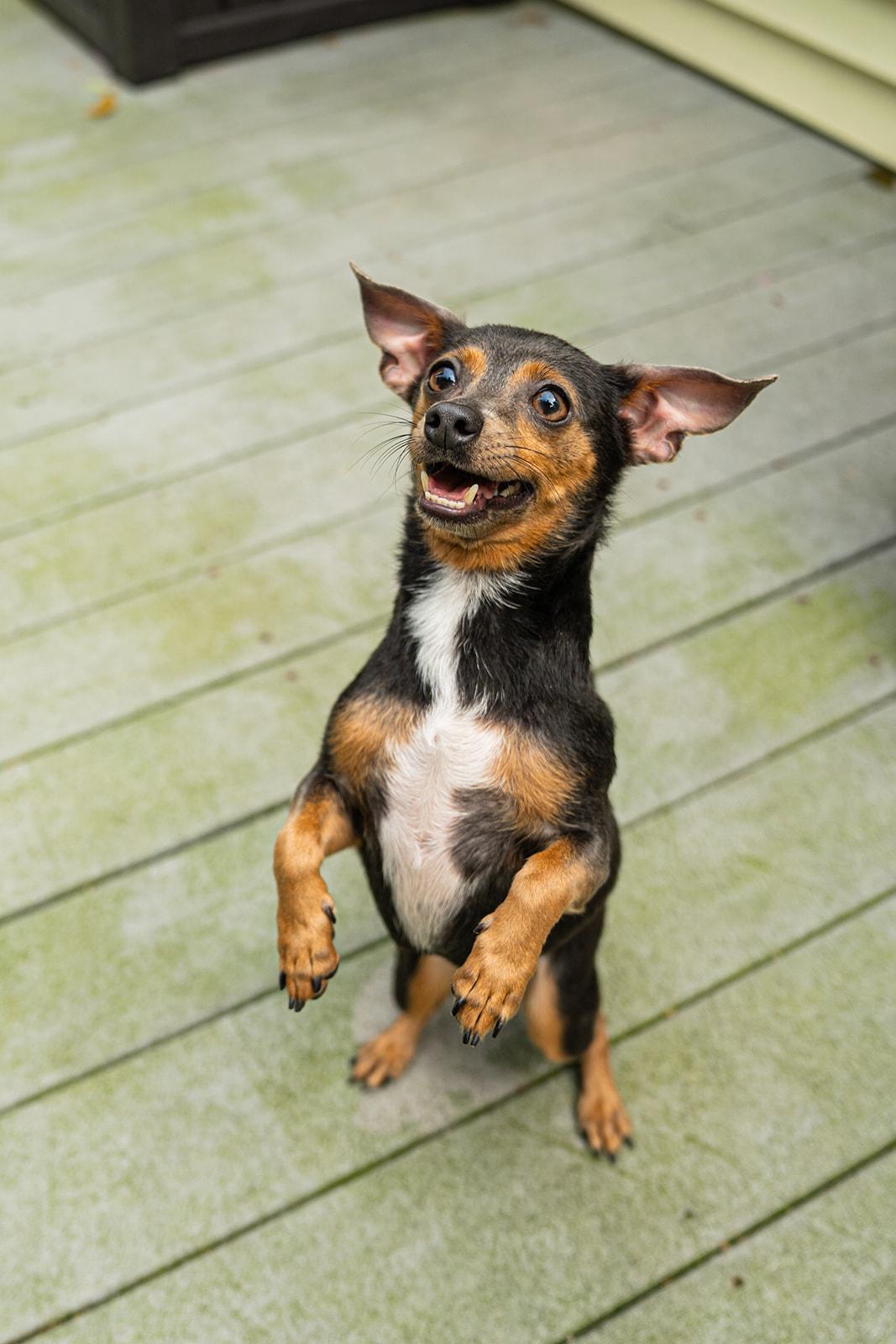 Enlarge Ducky, a ADOPTABLE mixed breed in Dellslow, WV image 3/6