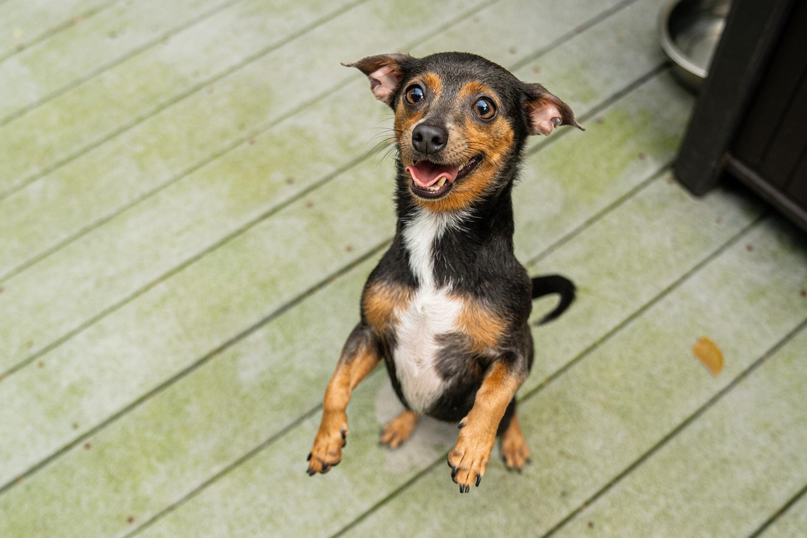 Ducky, ADOPTABLE, Adult Female Chihuahua.