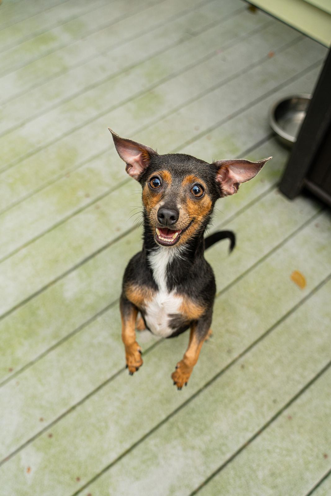 Enlarge Ducky, a ADOPTABLE mixed breed in Dellslow, WV image 2/6
