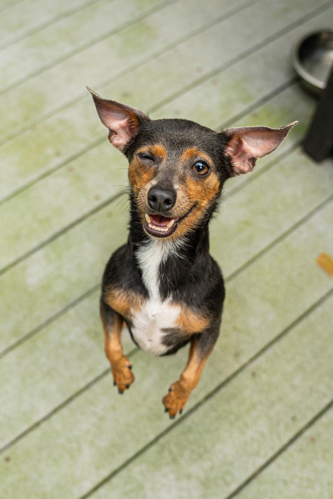 Enlarge Ducky, a ADOPTABLE mixed breed in Dellslow, WV image 4/6