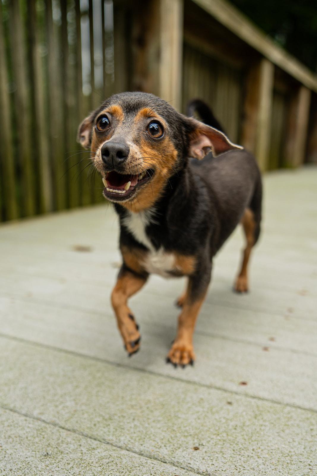 Enlarge Ducky, a ADOPTABLE mixed breed in Dellslow, WV image 5/6
