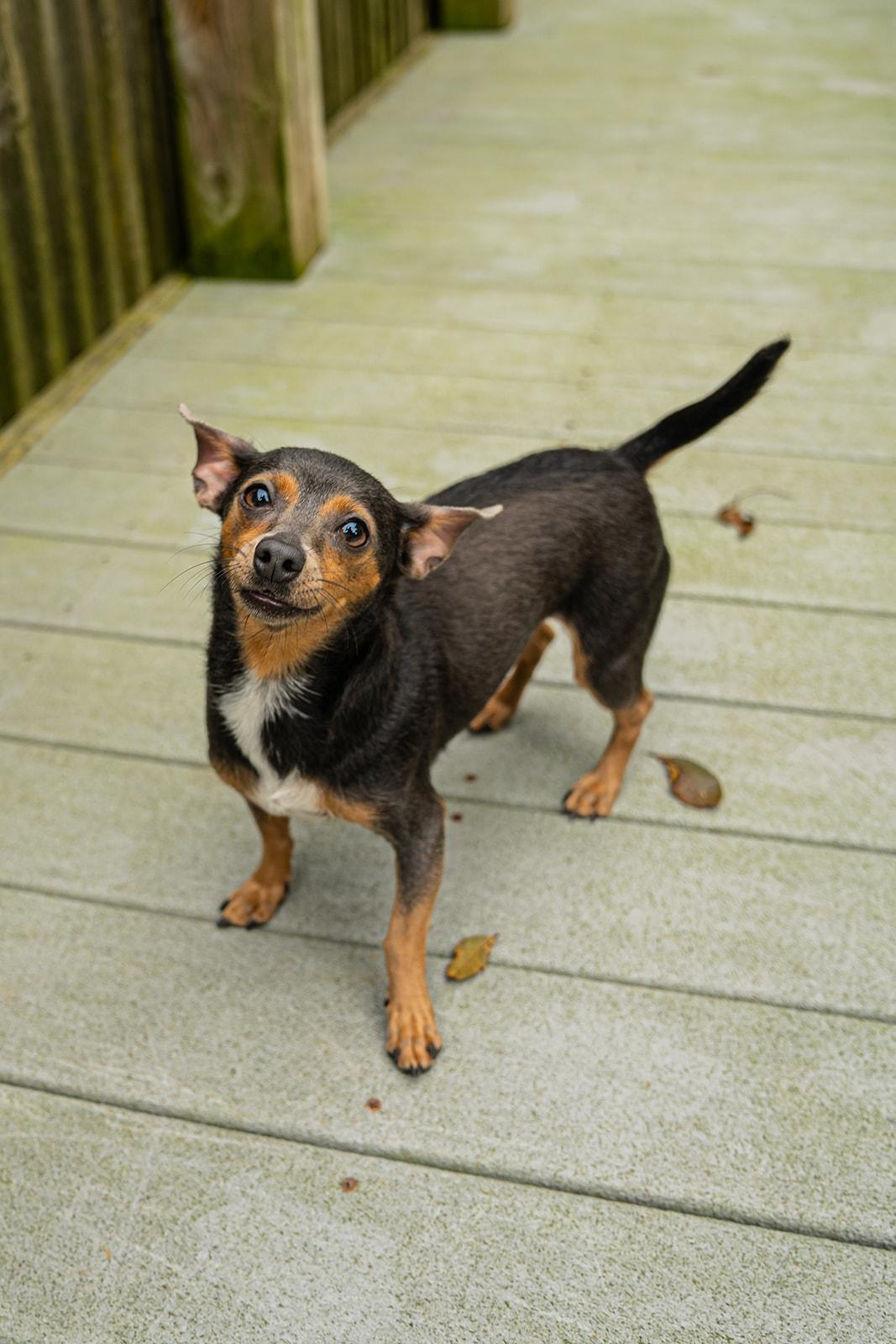 Enlarge Ducky, a ADOPTABLE mixed breed in Dellslow, WV image 6/6