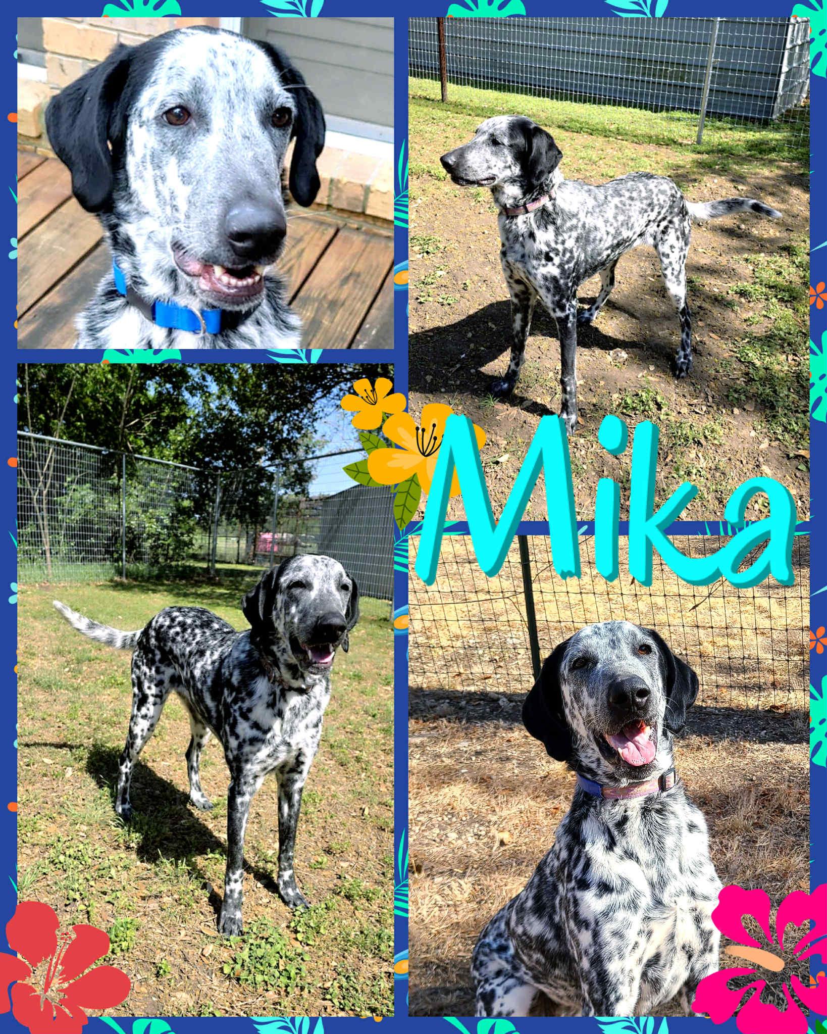 Mika, Adoptable, Adult Female Mixed Breed.