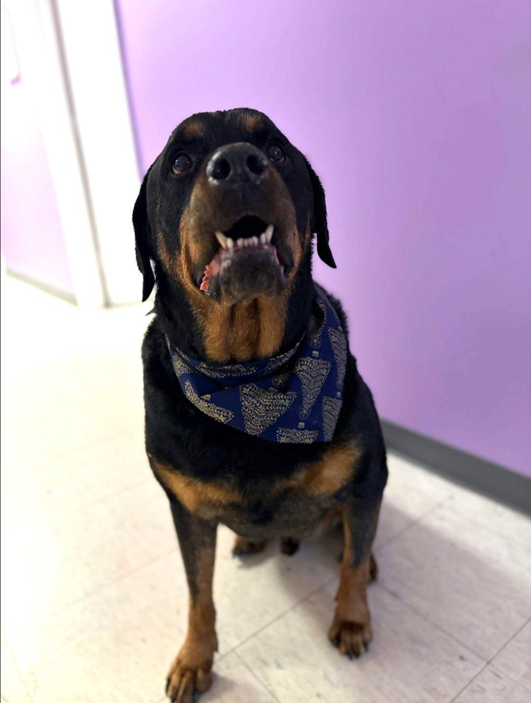 Enlarge Doc SH in RI, a Adoptable Rottweiler in Warwick, RI image 1/3