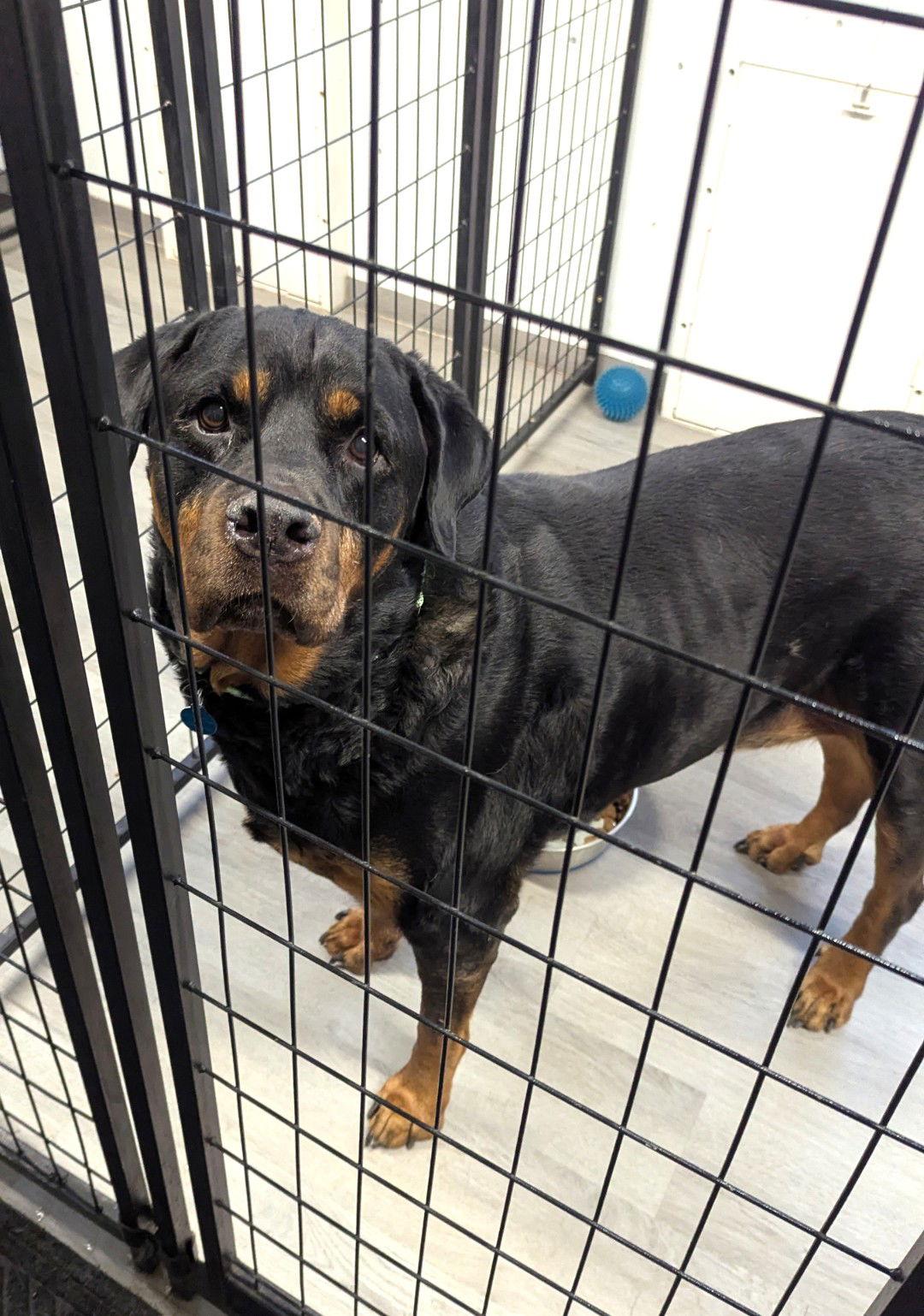 Enlarge Doc SH in RI, a Adoptable Rottweiler in Warwick, RI image 2/3