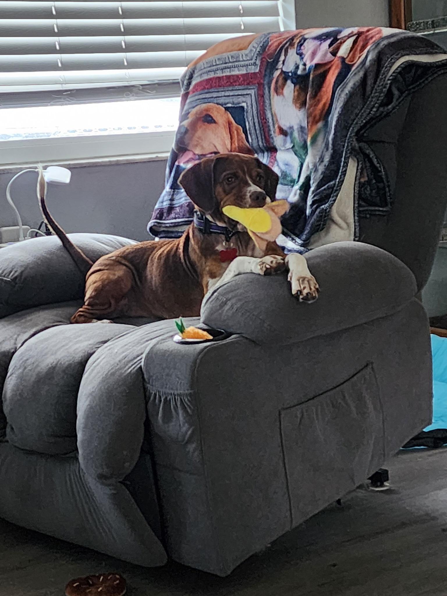 Helga, Adoptable, Adult Female Beagle.