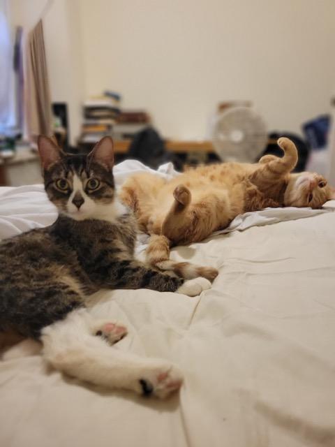 Diamond, a ADOPTABLE Domestic Short Hair in New York, NY image 2/3