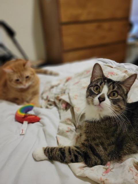 Diamond, a ADOPTABLE Domestic Short Hair in New York, NY image 3/3