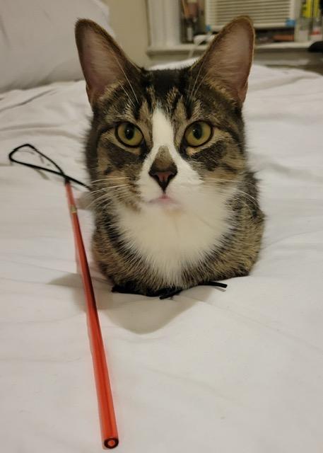 Diamond, a ADOPTABLE Domestic Short Hair in New York, NY image 1/3