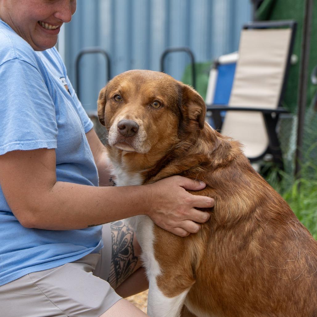 Rowen, Adoptable, Adult Male Australian Shepherd.