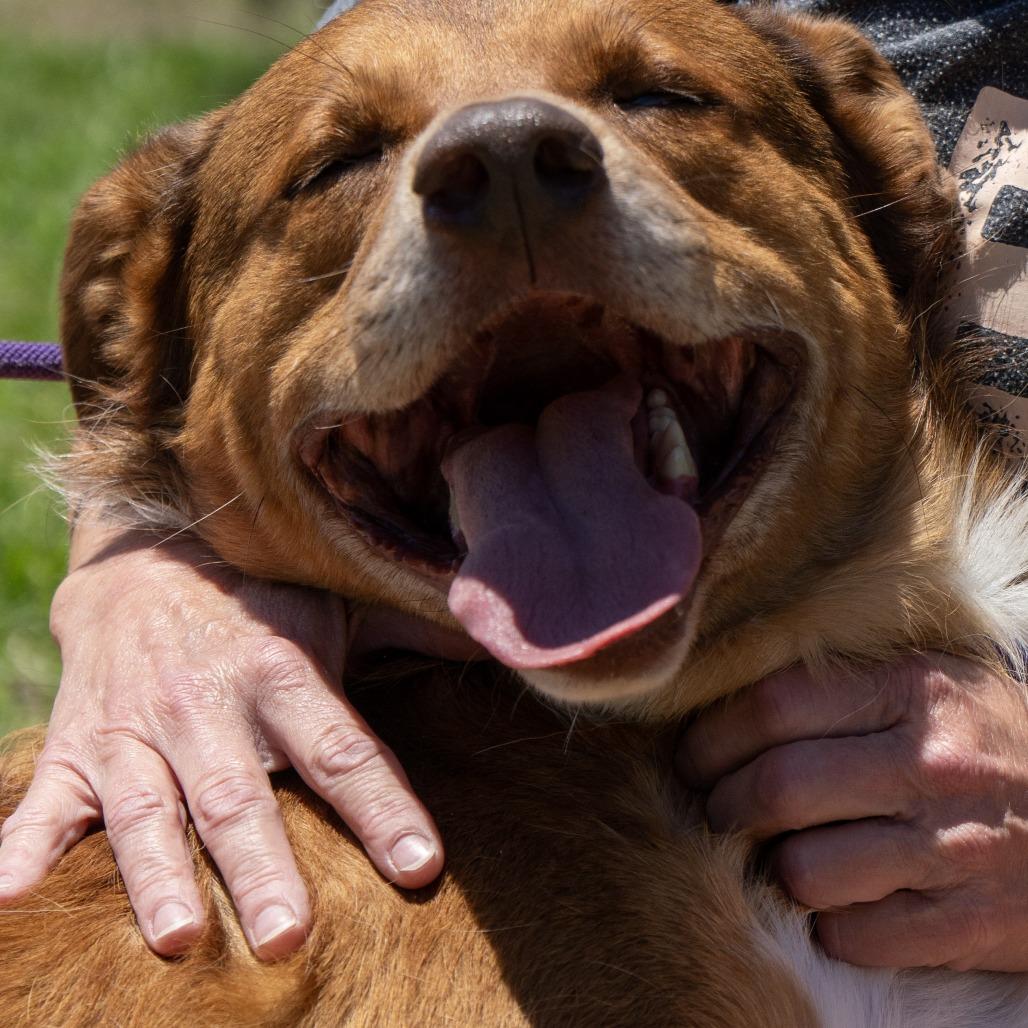 Rowen, a Adoptable Australian Shepherd in Elizabeth City, NC image 2/6
