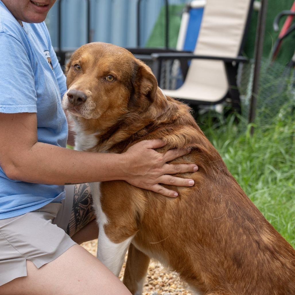 Rowen, a Adoptable Australian Shepherd in Elizabeth City, NC image 3/6
