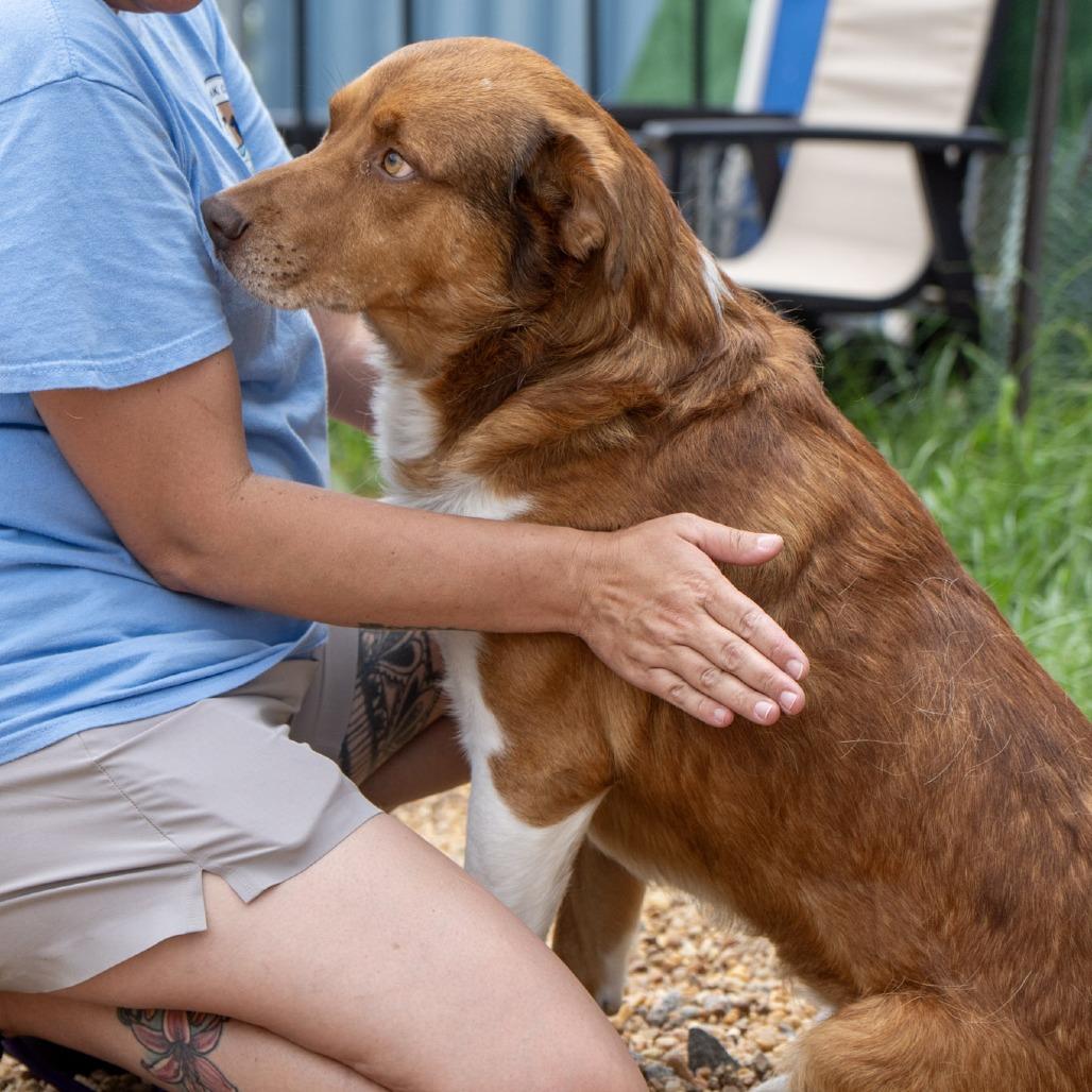 Rowen, a Adoptable Australian Shepherd in Elizabeth City, NC image 4/6