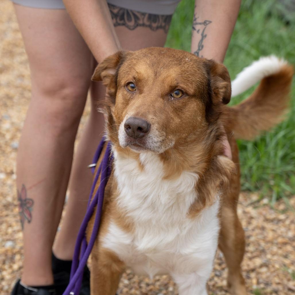 Rowen, a Adoptable Australian Shepherd in Elizabeth City, NC image 5/6