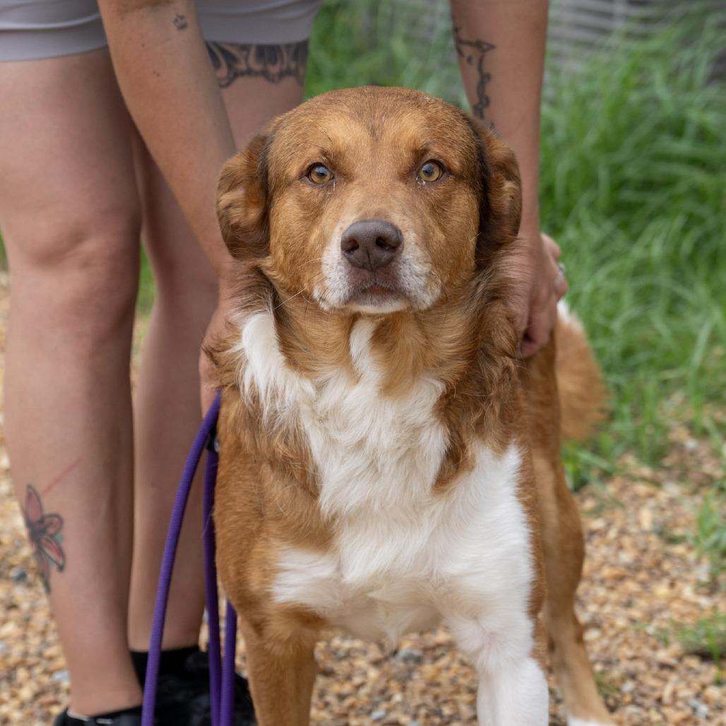 Rowen, a Adoptable Australian Shepherd in Elizabeth City, NC image 6/6