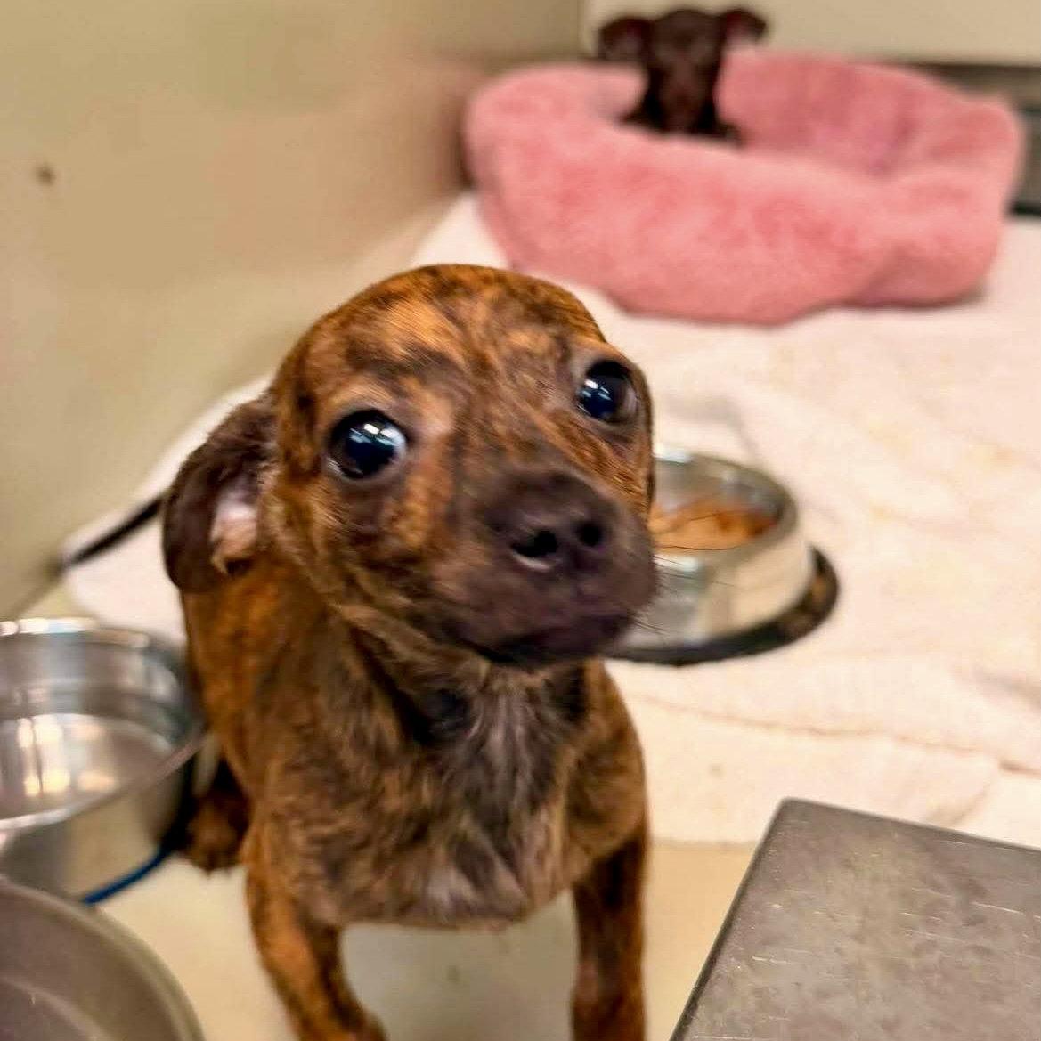 Ozzie, a Adoptable Chihuahua in Garner, NC image 3/3