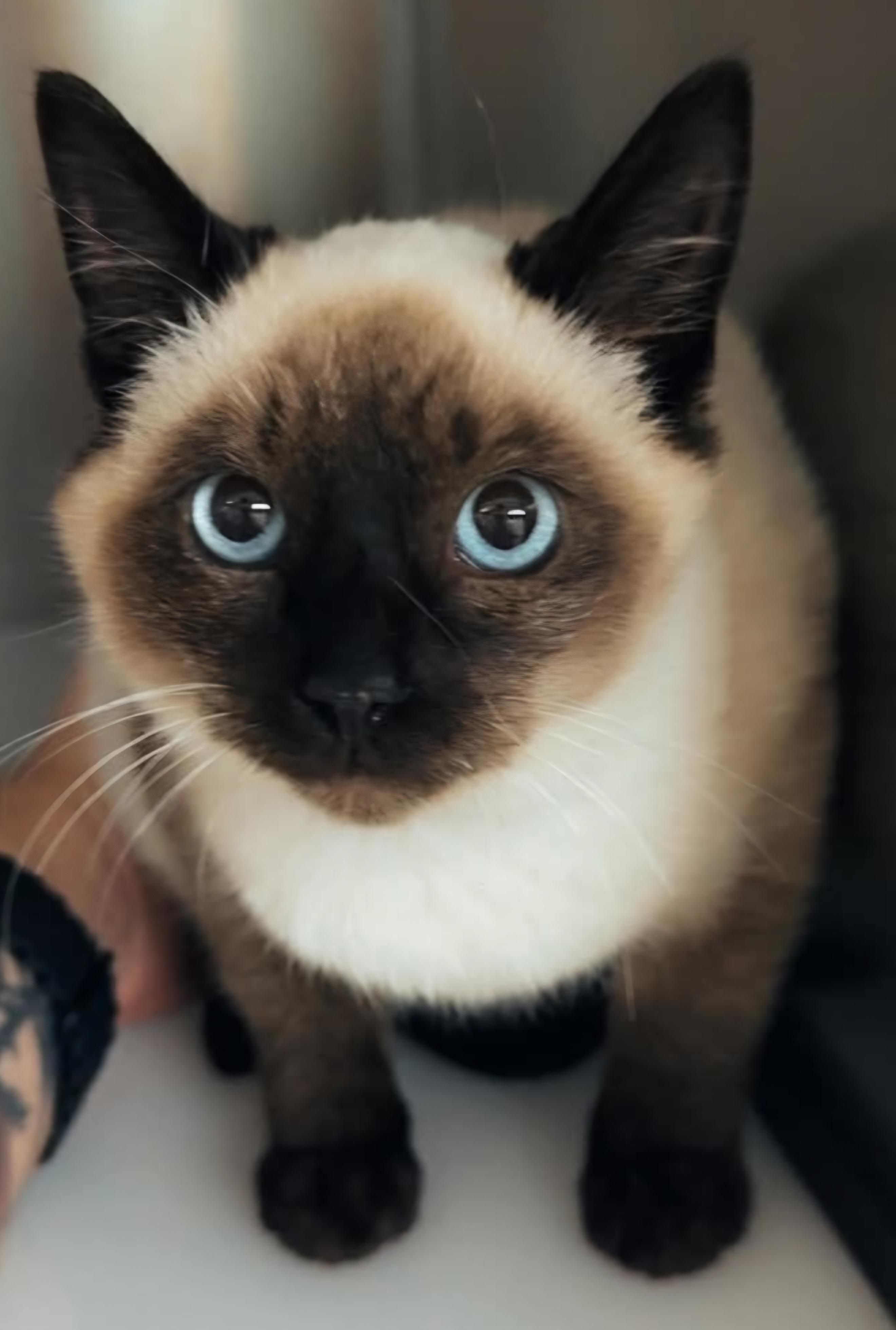 Eggnog, ADOPTABLE, Young Male Siamese.