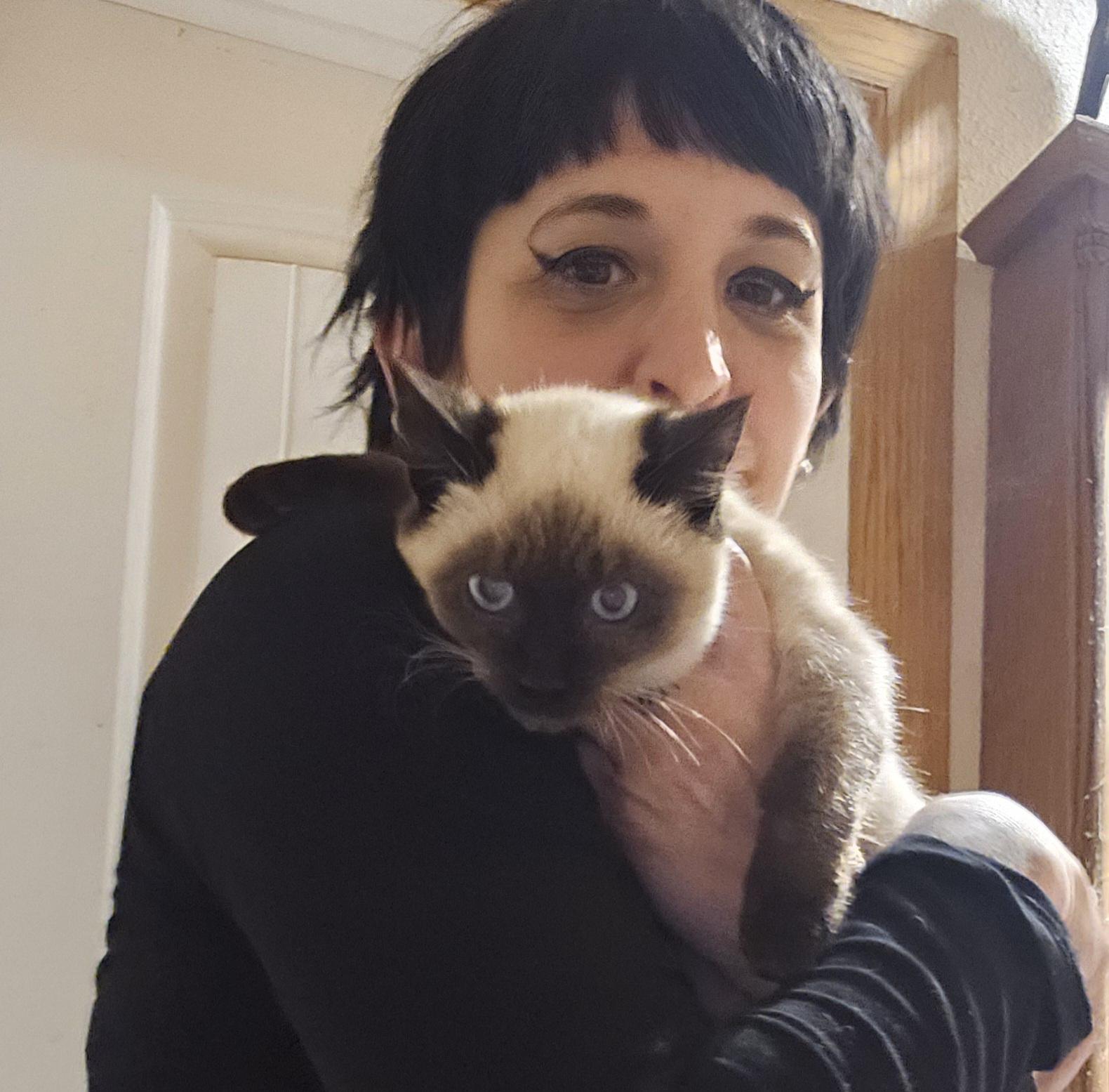 Enlarge Eggnog, a ADOPTABLE Siamese in Dallas, TX image 3/5