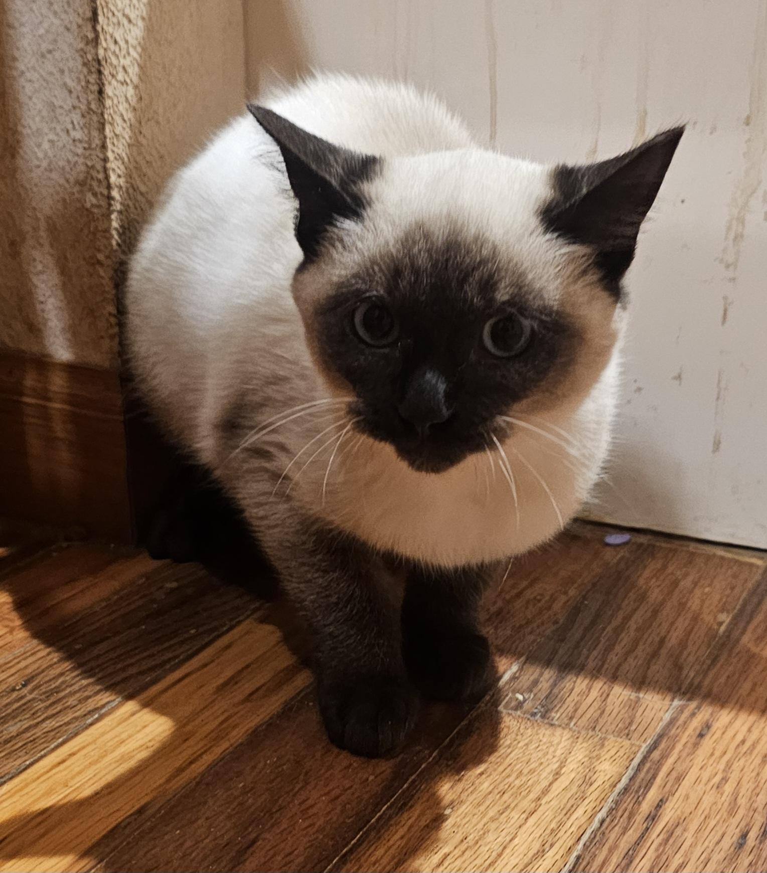 Enlarge Eggnog, a ADOPTABLE Siamese in Dallas, TX image 5/5