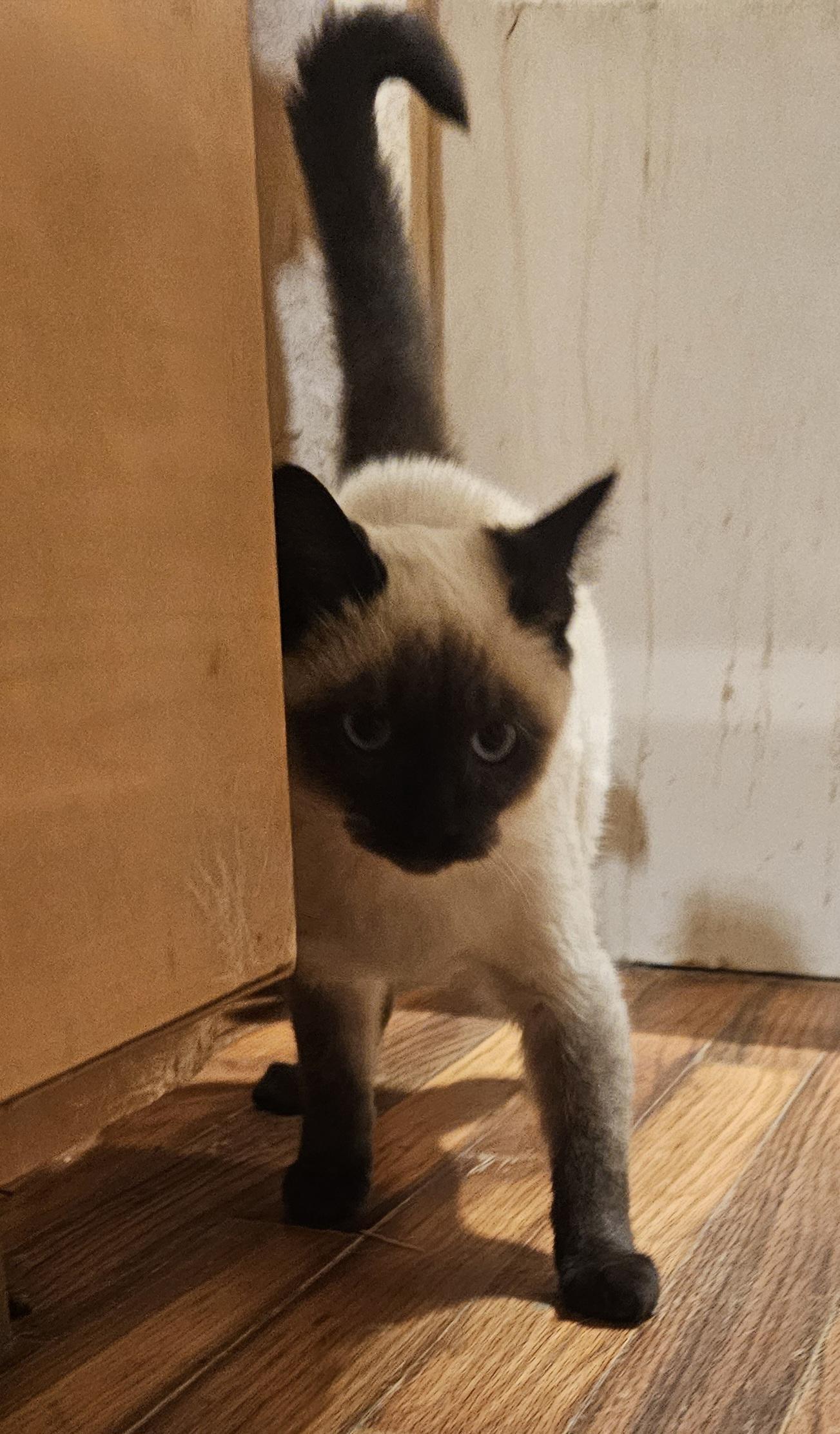 Enlarge Eggnog, a ADOPTABLE Siamese in Dallas, TX image 4/5