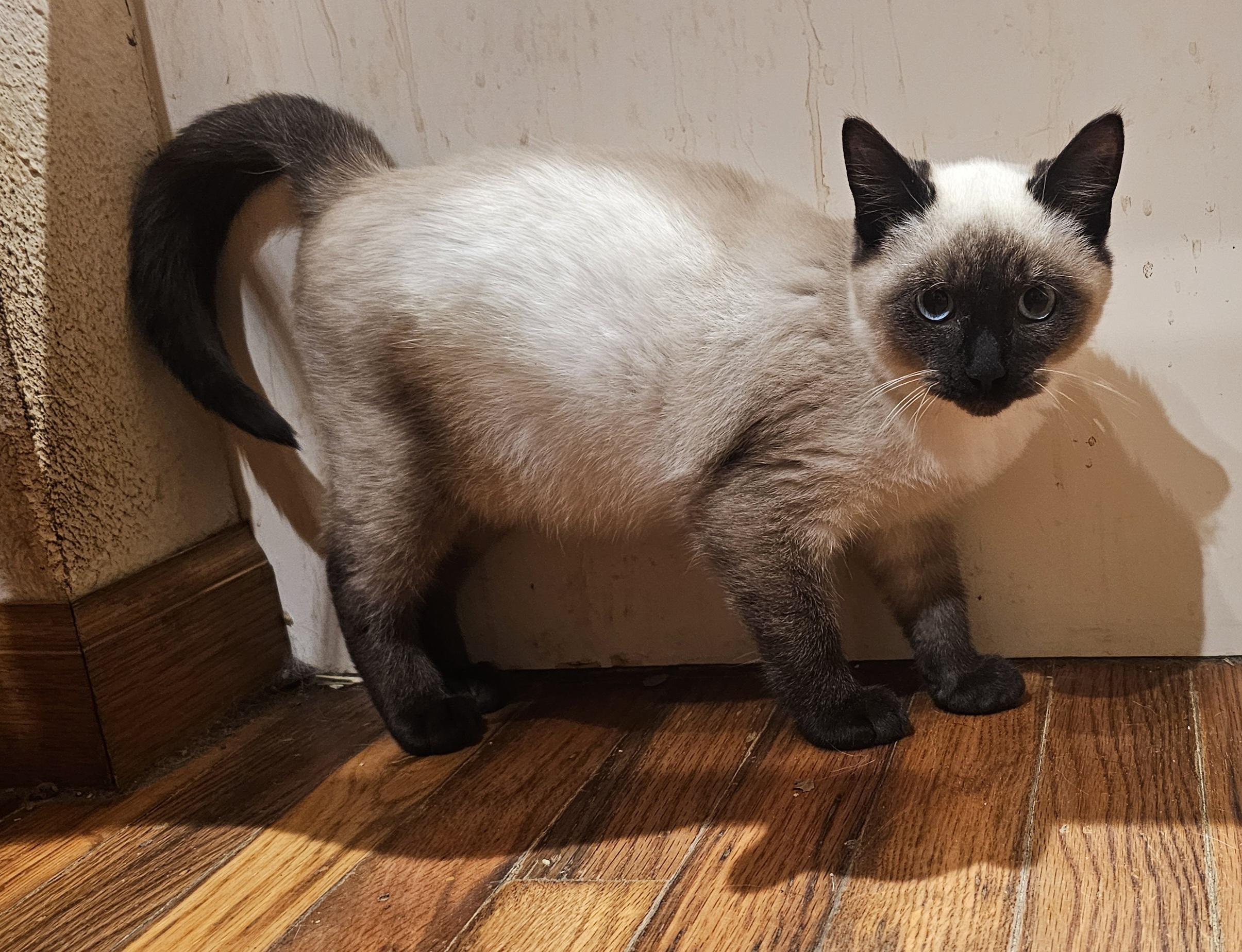 Enlarge Eggnog, a ADOPTABLE Siamese in Dallas, TX image 2/5