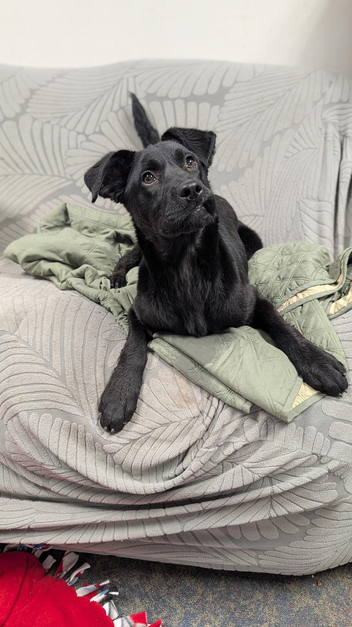 Dutches, a ADOPTABLE Flat-Coated Retriever in Blytheville, AR image 2/3