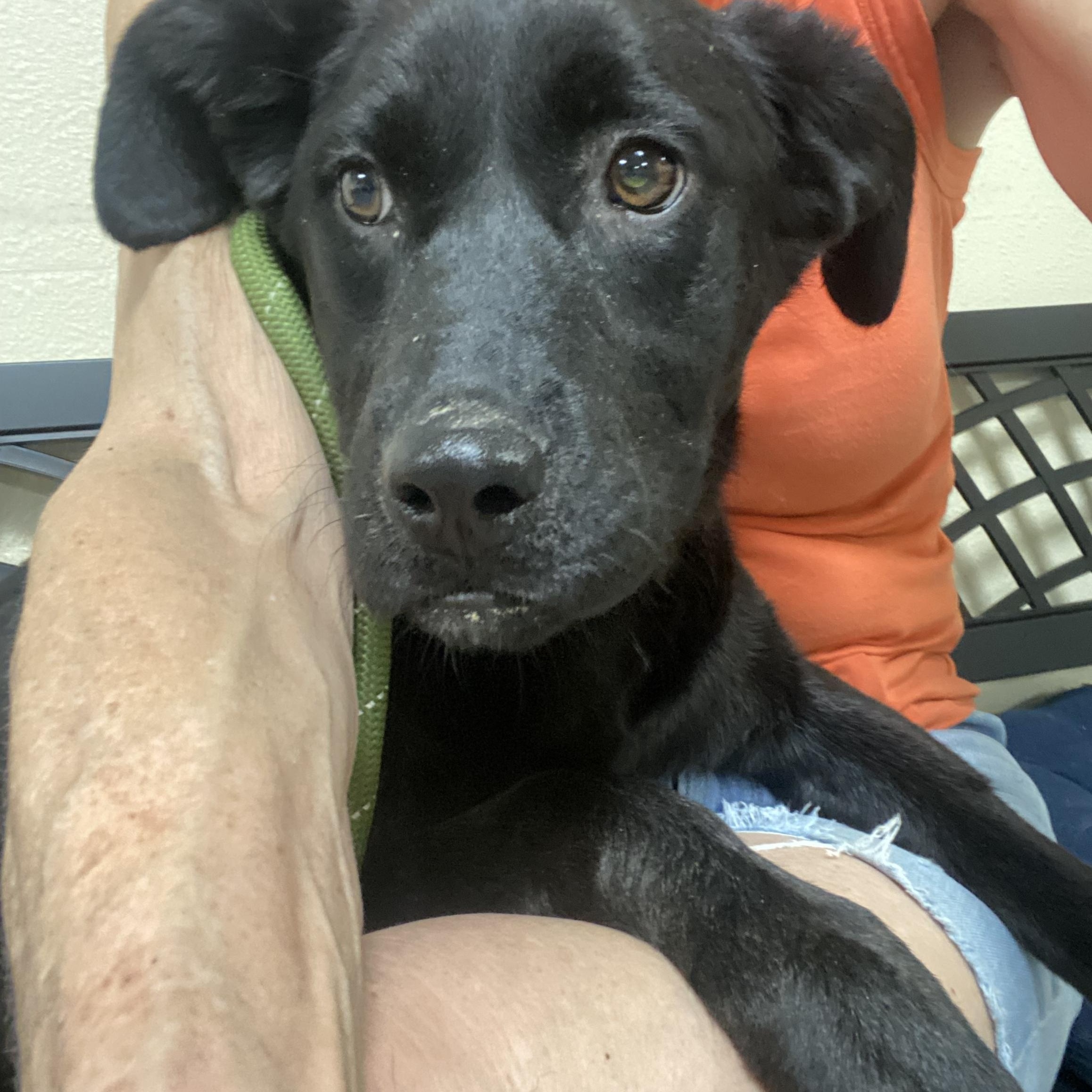Enlarge Dutches, a Adoptable Flat-Coated Retriever in Blytheville, AR image 1/3