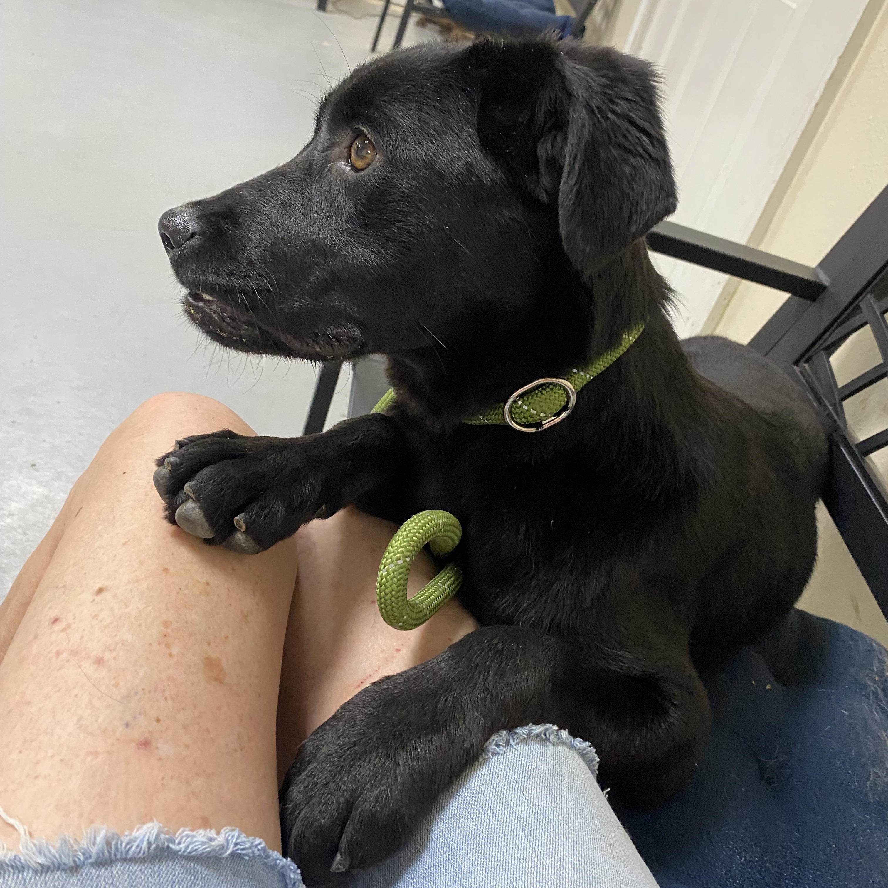 Enlarge Dutches, a Adoptable Flat-Coated Retriever in Blytheville, AR image 2/3