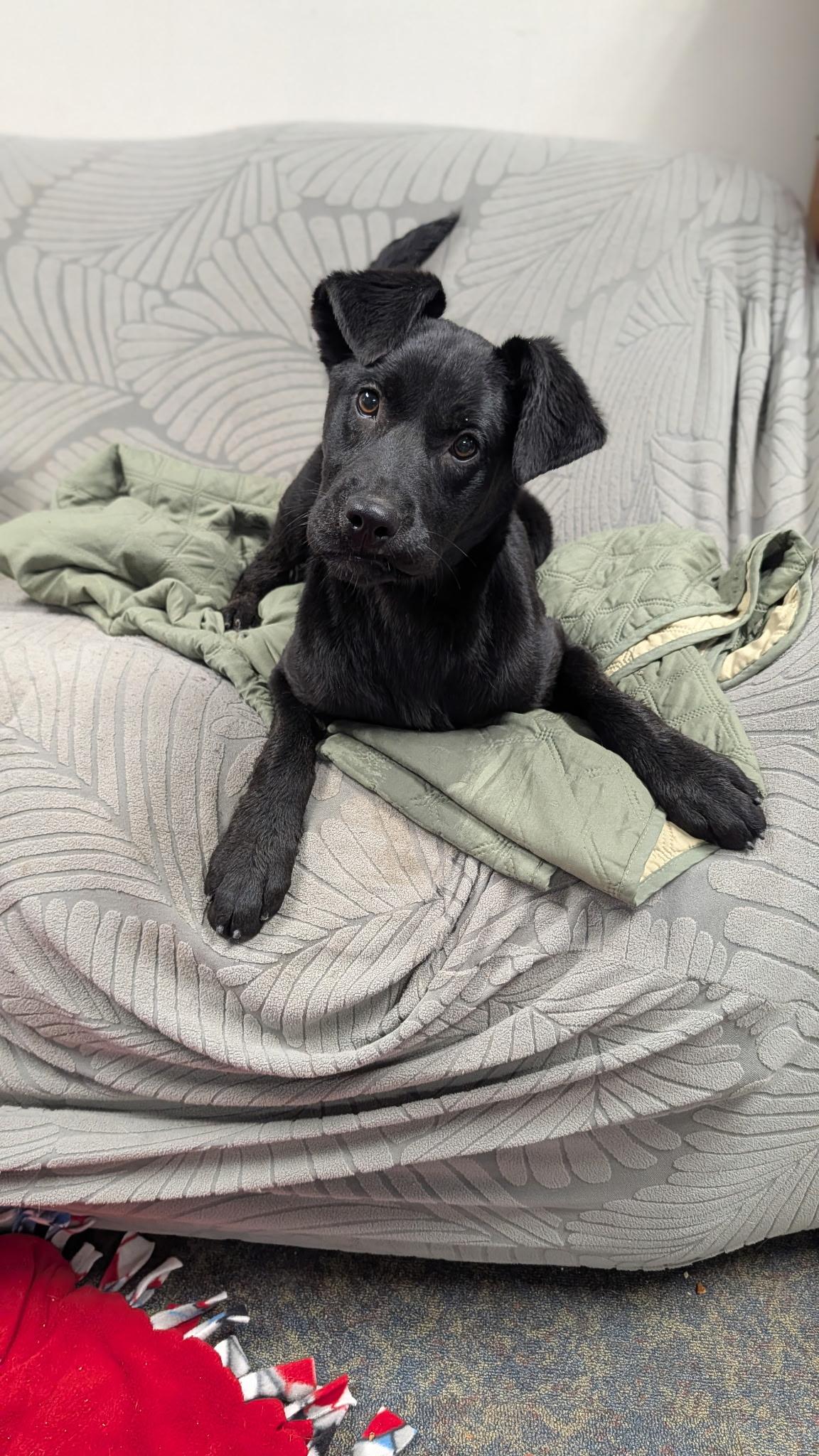 Dutches, ADOPTABLE, Young Female Flat-Coated Retriever.
