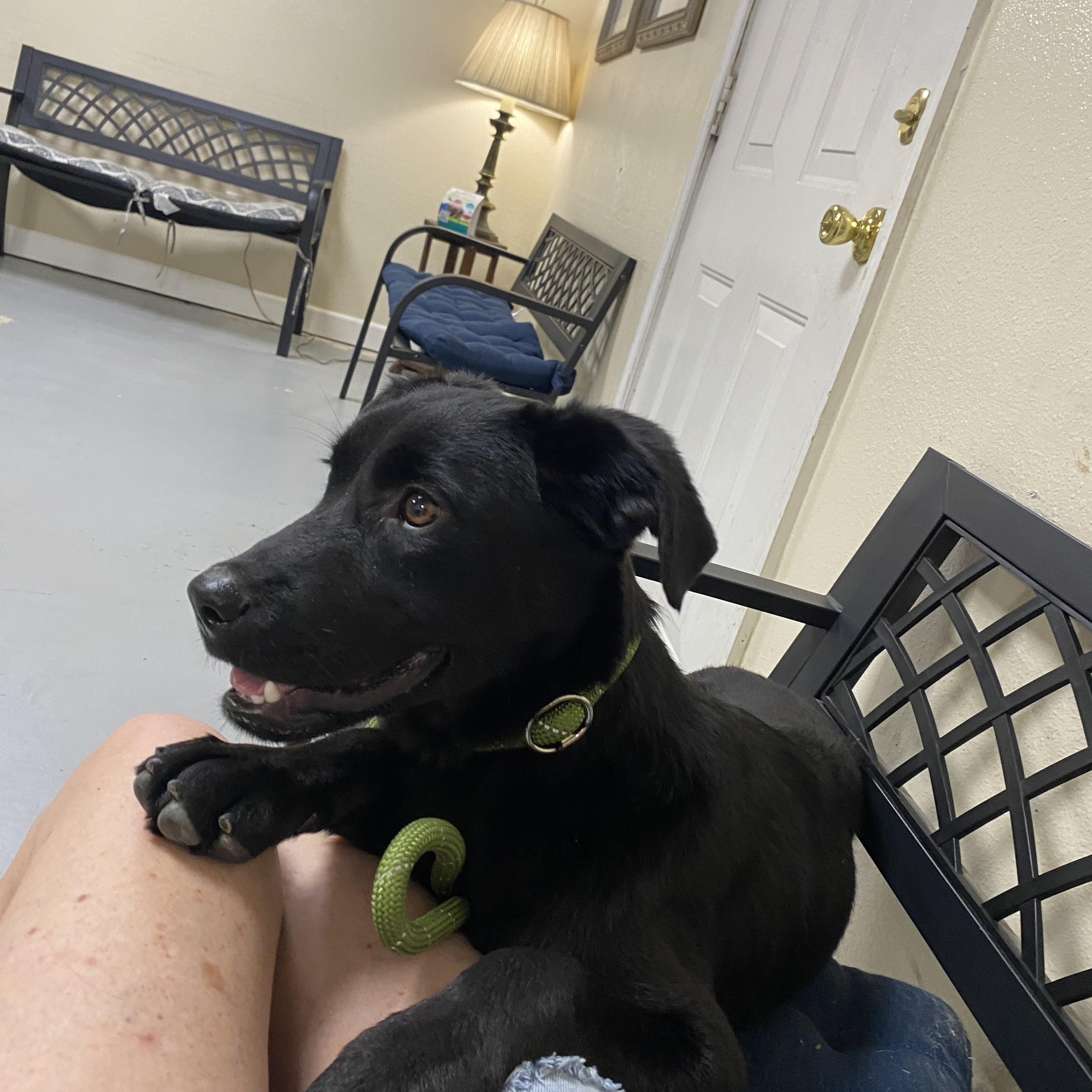 Enlarge Dutches, a Adoptable Flat-Coated Retriever in Blytheville, AR image 3/3
