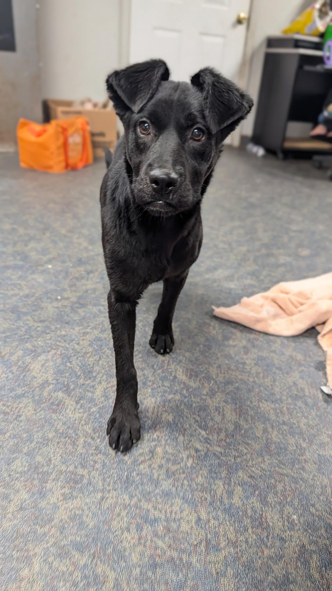 Dutches, a ADOPTABLE Flat-Coated Retriever in Blytheville, AR image 3/3