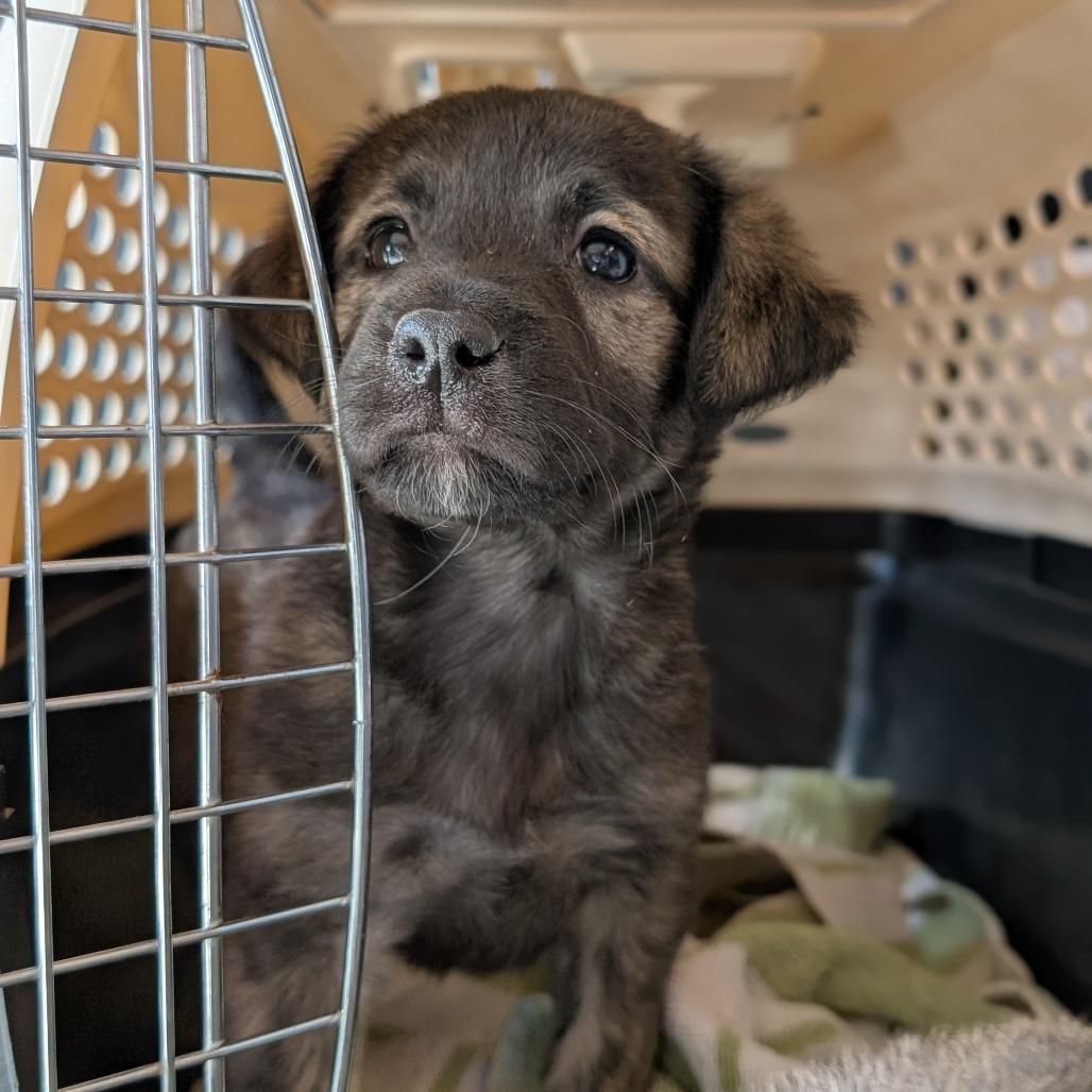 Turnip, Adoptable, Puppy Female Mixed Breed.