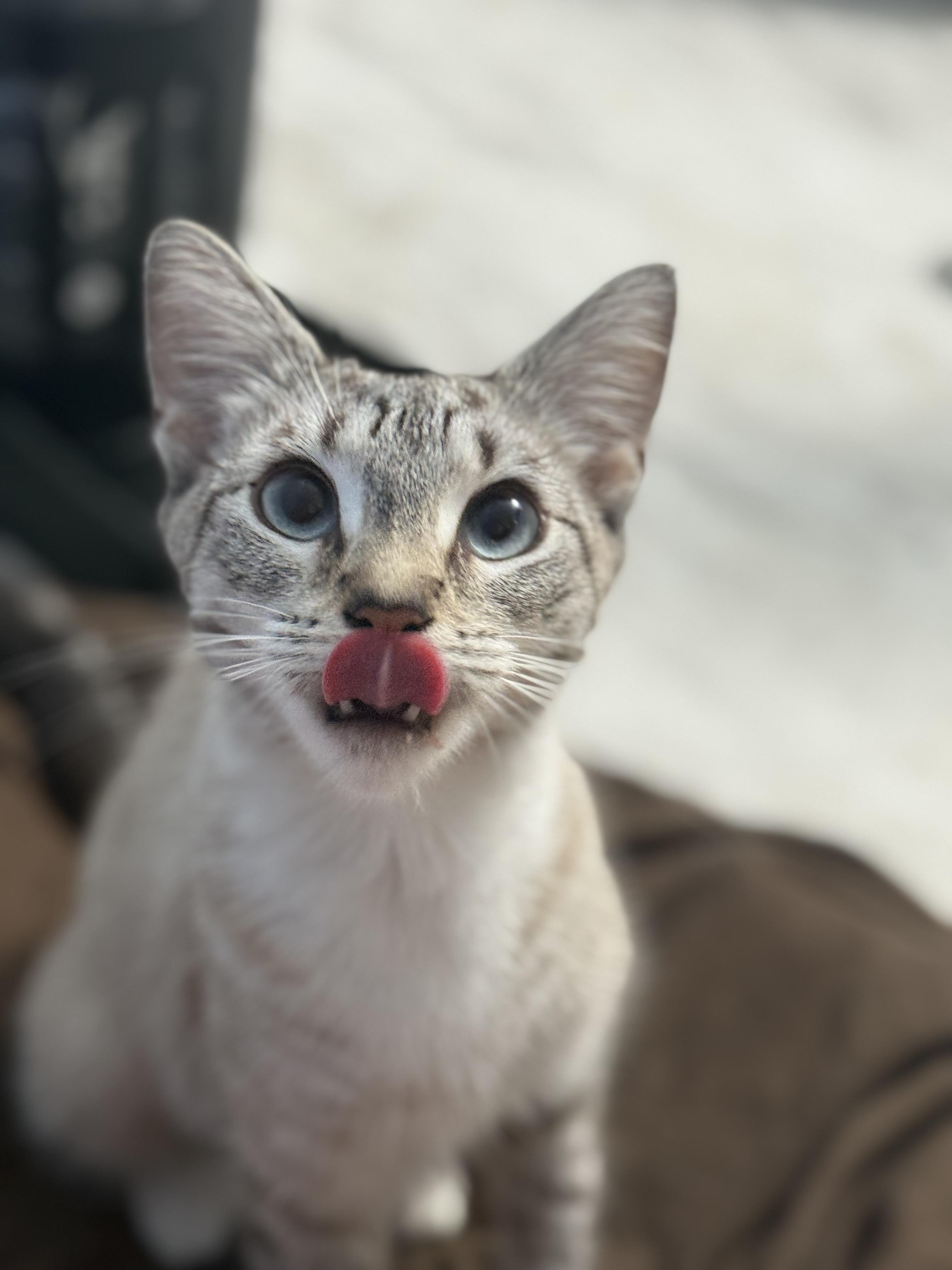 Enlarge Aphrodite, a Adoptable Domestic Short Hair in Medinah, IL image 5/5