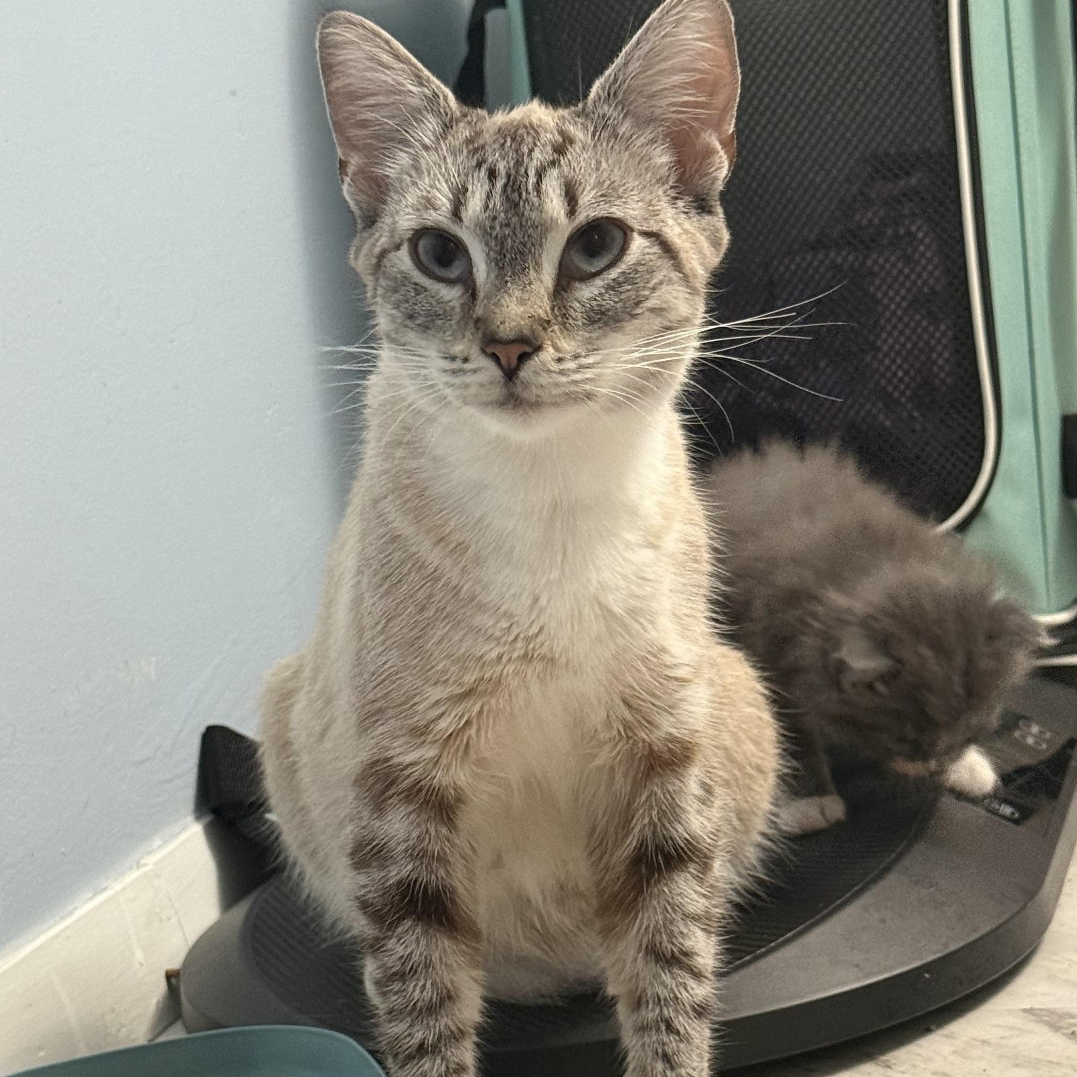 Enlarge Aphrodite, a Adoptable Domestic Short Hair in Medinah, IL image 2/5