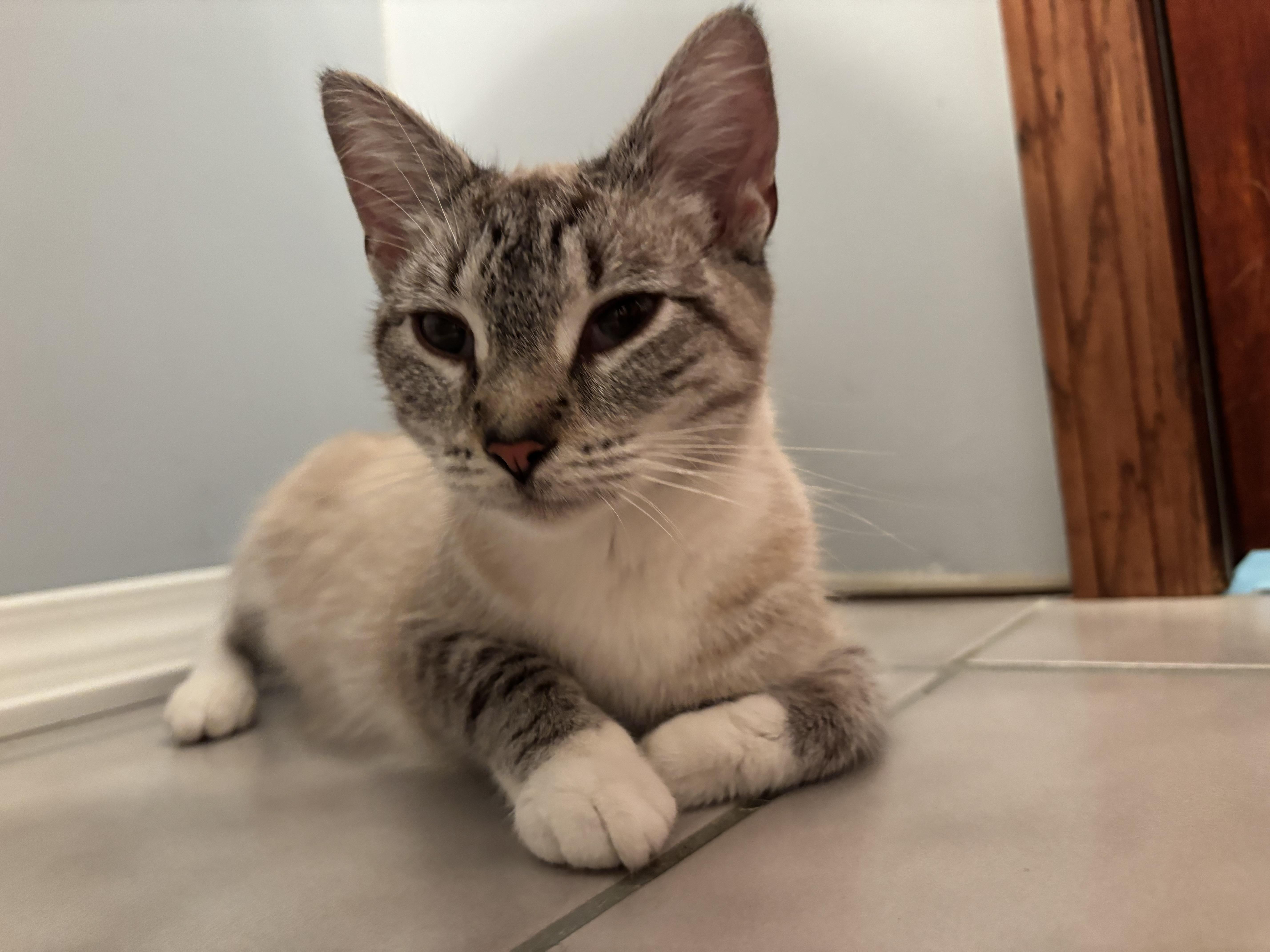 Enlarge Aphrodite, a Adoptable Domestic Short Hair in Medinah, IL image 3/5