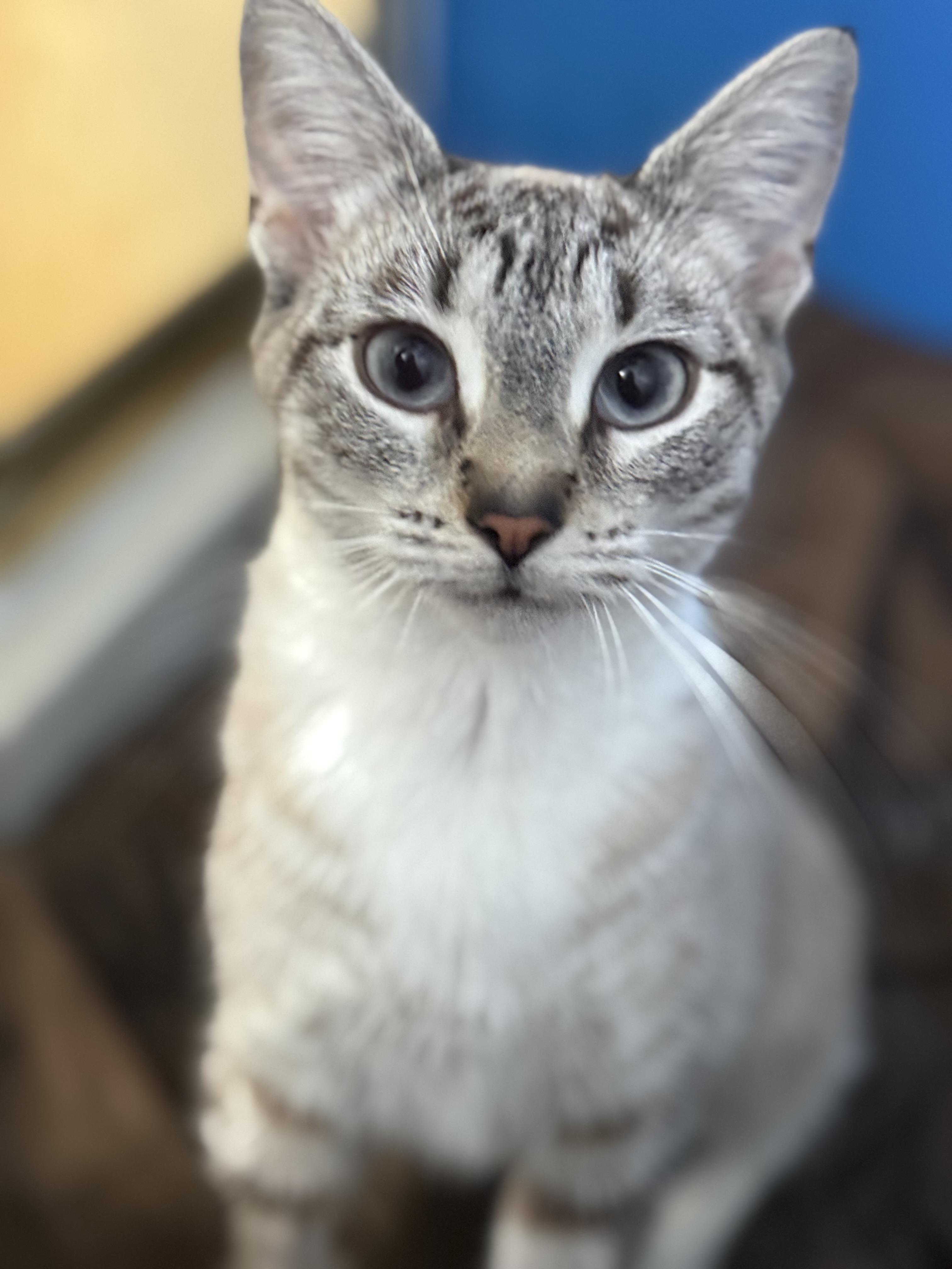Aphrodite, Adoptable, Young Female Domestic Short Hair.