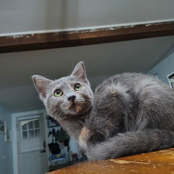 Enlarge Jelly (Coffee Jelly), a Adoptable Domestic Short Hair in Fuauay Varina, NC image 1/1