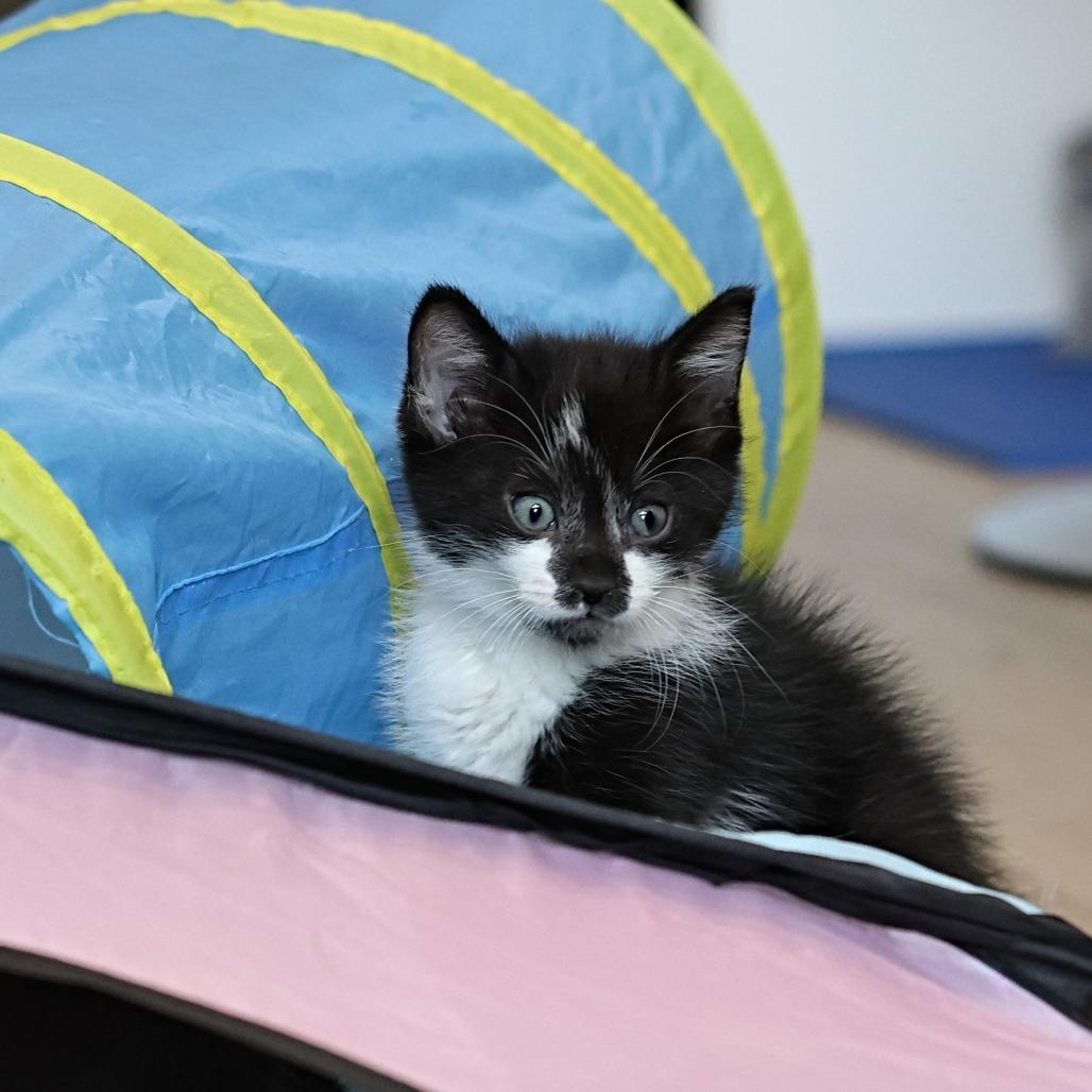 Bravo, Adoptable, Kitten Male Domestic Short Hair.
