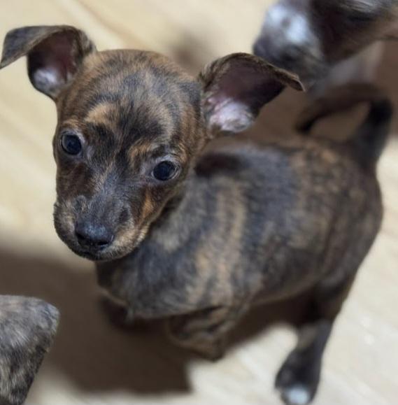 Enlarge Apple Cider, a Adopted Chihuahua in Knoxville, TN image 1/1