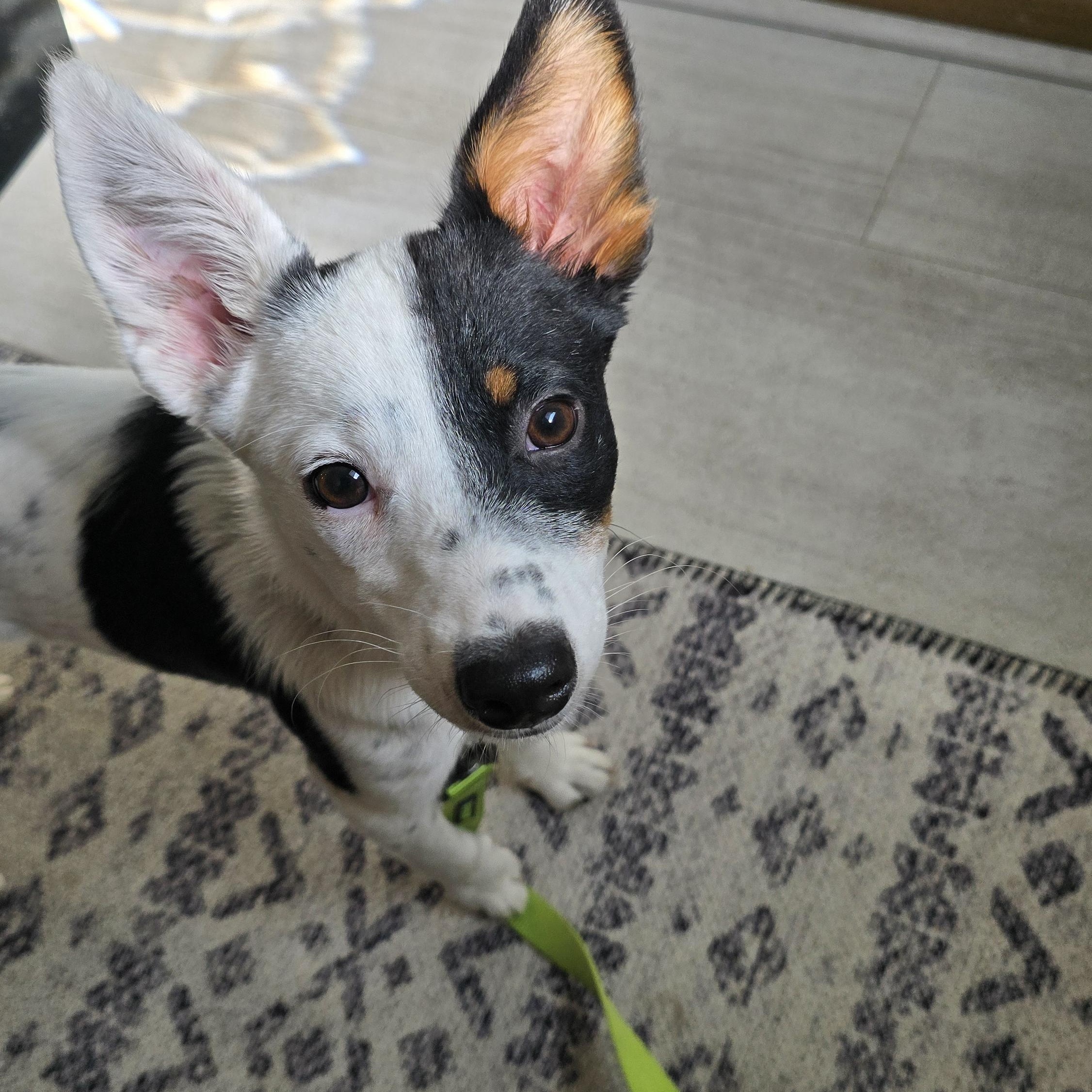 Essie, an adopted mixed breed in Tracy, CA image 2/5