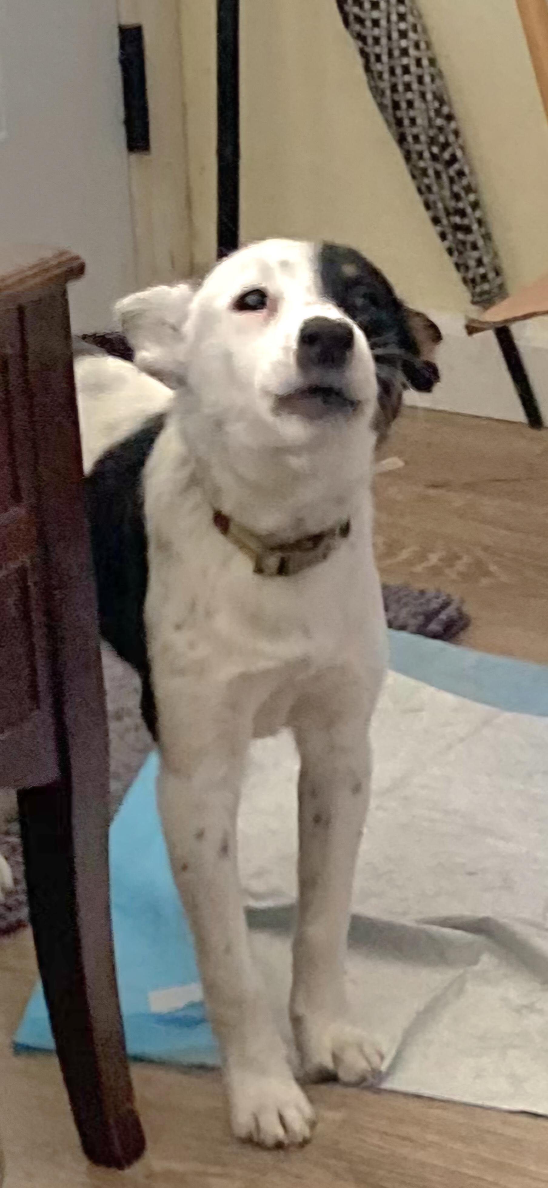 Enlarge Essie, a ADOPTABLE mixed breed in Tracy, CA image 5/5