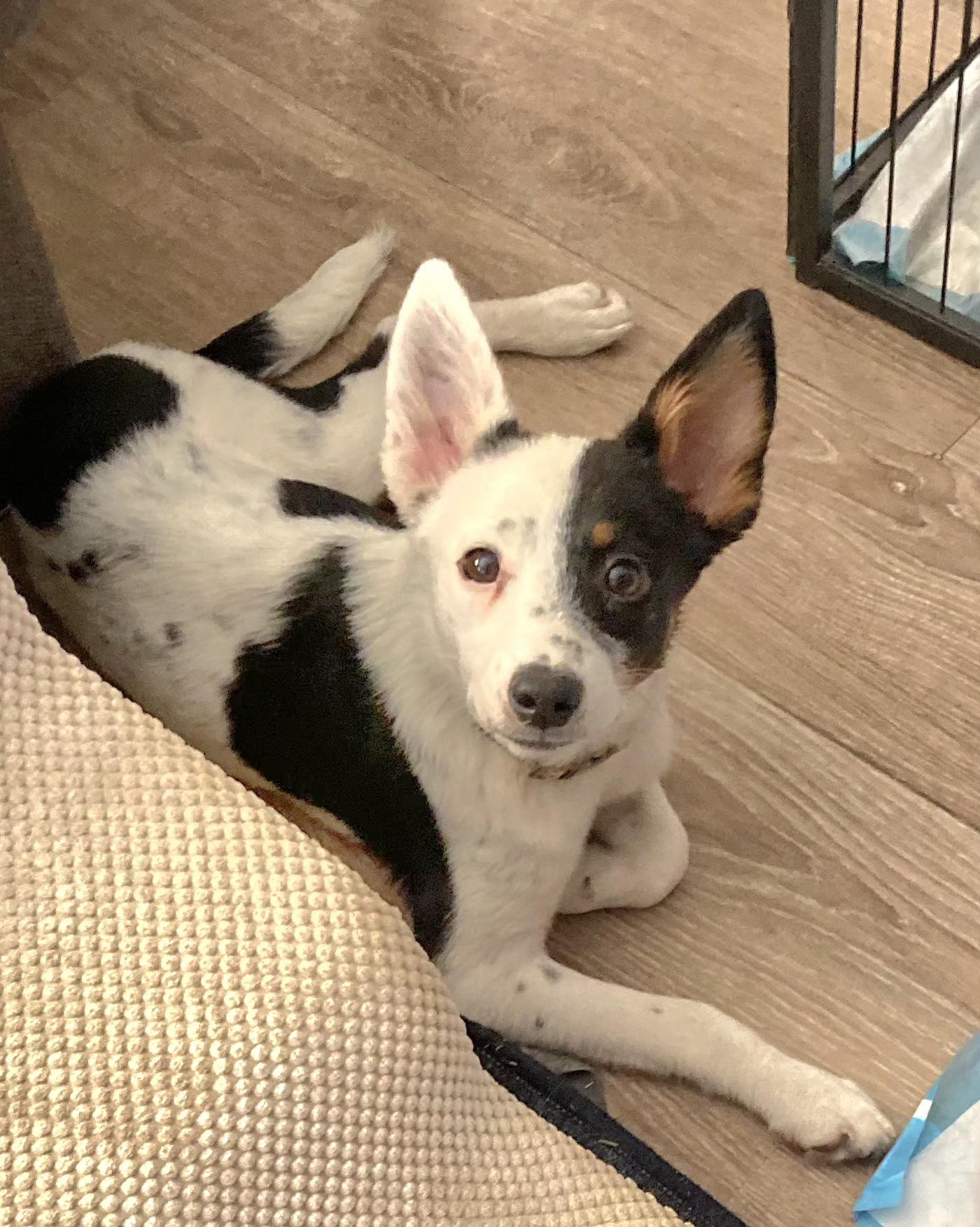 Enlarge Essie, a ADOPTABLE mixed breed in Tracy, CA image 1/5